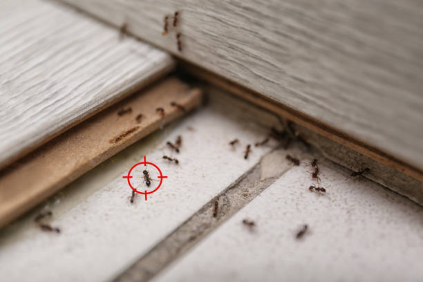 Best Residential Pest Control  in Silver Ridge, NJ
