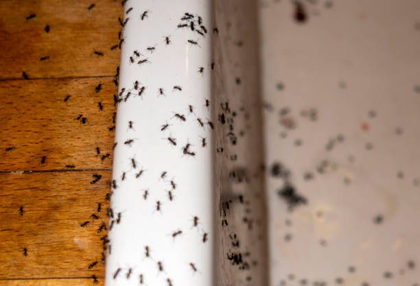 Silver Ridge, NJ Pest Control Pros