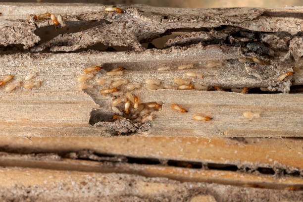 Best Insect Control  in Silver Ridge, NJ